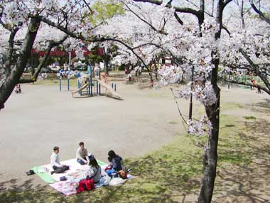 伊興公園の桜と子供