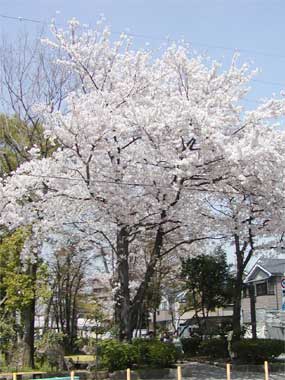 見沼代親水公園の桜
