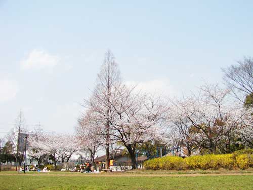 大谷田公園の桜