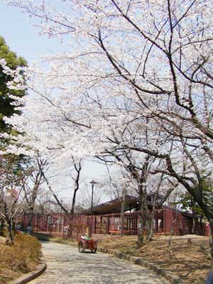 大谷田公園の桜と子供