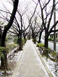 桜緑道