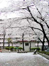 舎人団地公園の桜吹雪