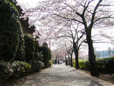 都市農業公園の桜