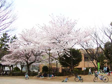 五反野コミュニティ公園の桜と子供