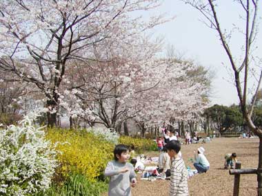 元淵江公園の桜と子供