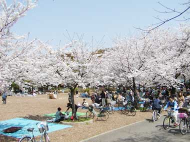元淵江公園の桜と広場