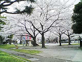 西新井みどり公園の桜