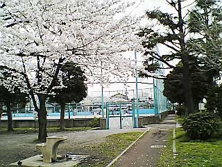 西新井みどり公園の桜と子供