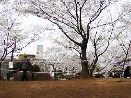 しょうぶ沼公園の桜と広場