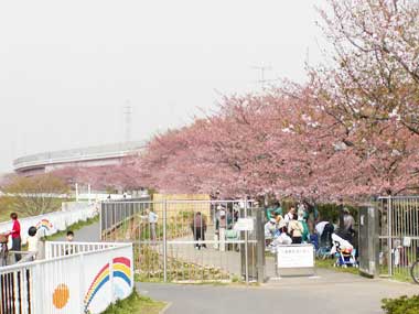 都市農業公園の荘厳な桜並木